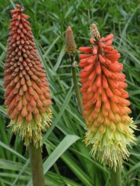 Promesse de Fleurs - Kniphofia Flamenco Godet de 8/9 cm