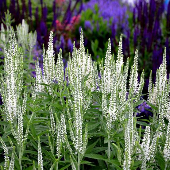 Veronica spicata Alba - Véronique en épis blanche Godet de 8/9 cm