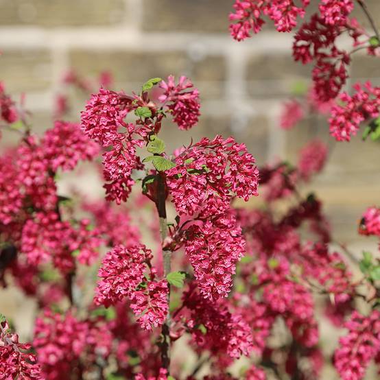 Promesse de Fleurs - Ribes sanguineum Amore - Groseillier à fleurs Pot de 4L/5L