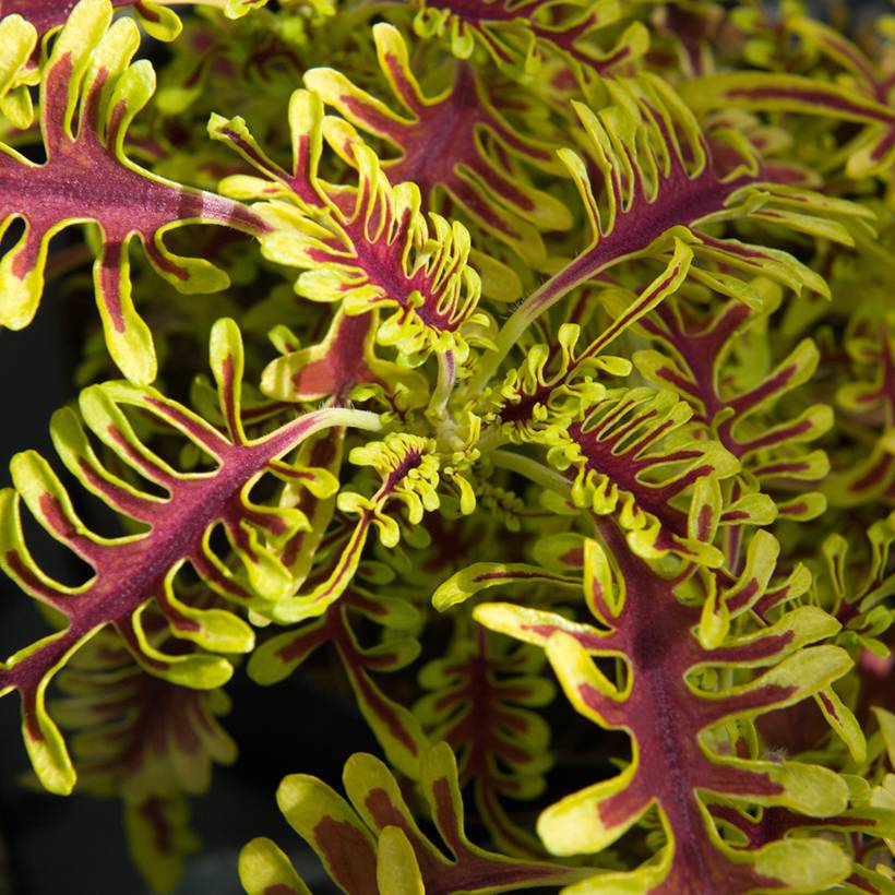 Coleus Skeletal Mini-motte Ø 3/4 cm (par 3)