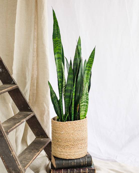 Sansevieria Black coral 75cm - Plante d'intérieur- La Green Touch - Image 2
