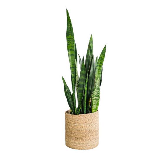 Sansevieria Black coral 75cm - Plante d'intérieur- La Green Touch - Image 1