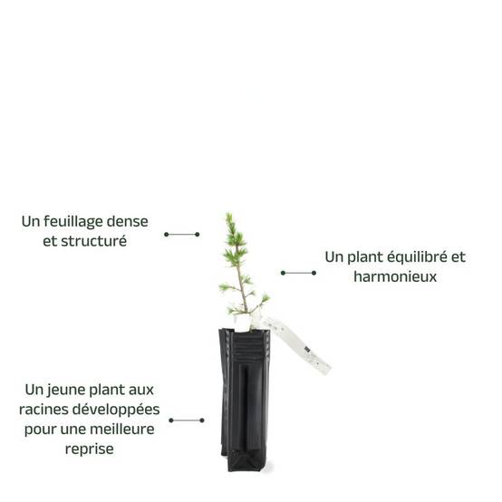 Cèdre du Liban (Cedrus libani) - Godet - Taille 13/25cm - Pépinières Naudet - Image 4