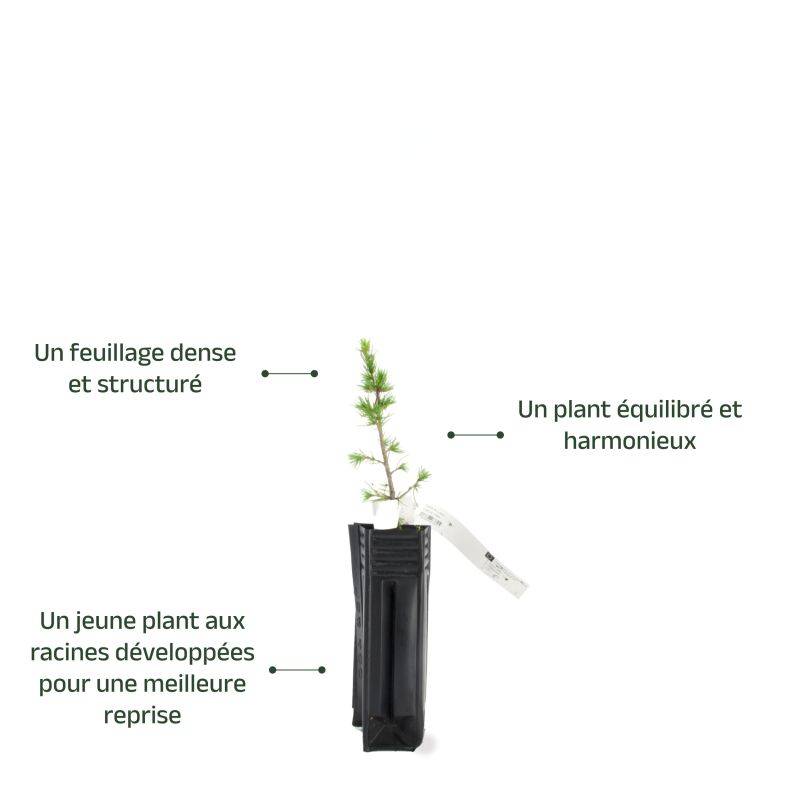 Cèdre du Liban (Cedrus libani) - Godet - Taille 13/25cm - Pépinières Naudet - Image 4