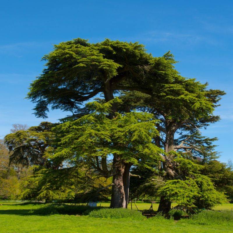 Cèdre du Liban (Cedrus libani) - Godet - Taille 13/25cm - Pépinières Naudet