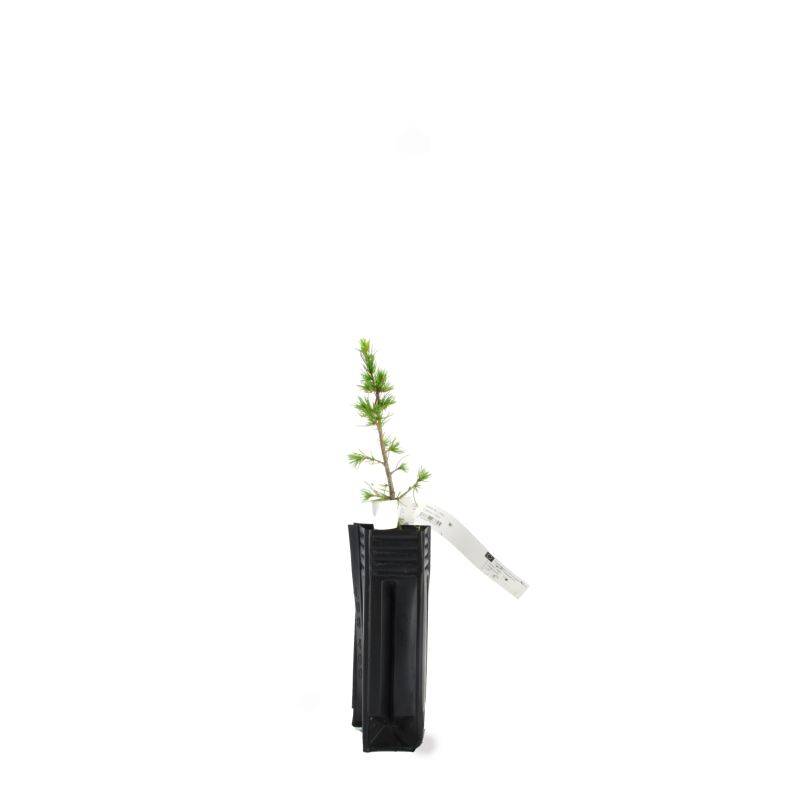 Cèdre du Liban (Cedrus libani) - Godet - Taille 13/25cm - Pépinières Naudet - Image 3