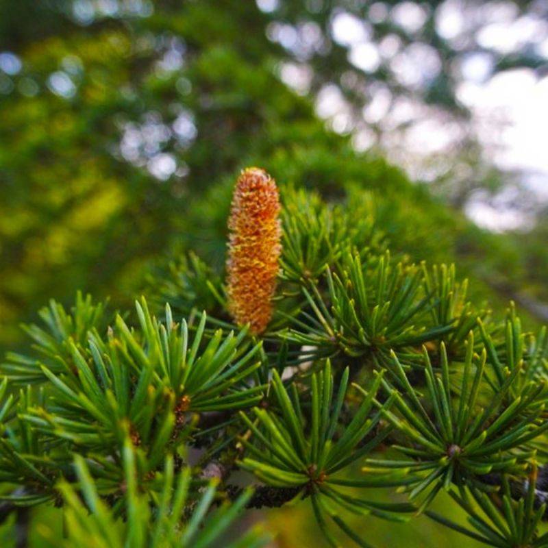 Cèdre du Liban (Cedrus libani) - Godet - Taille 13/25cm - Pépinières Naudet - Image 2