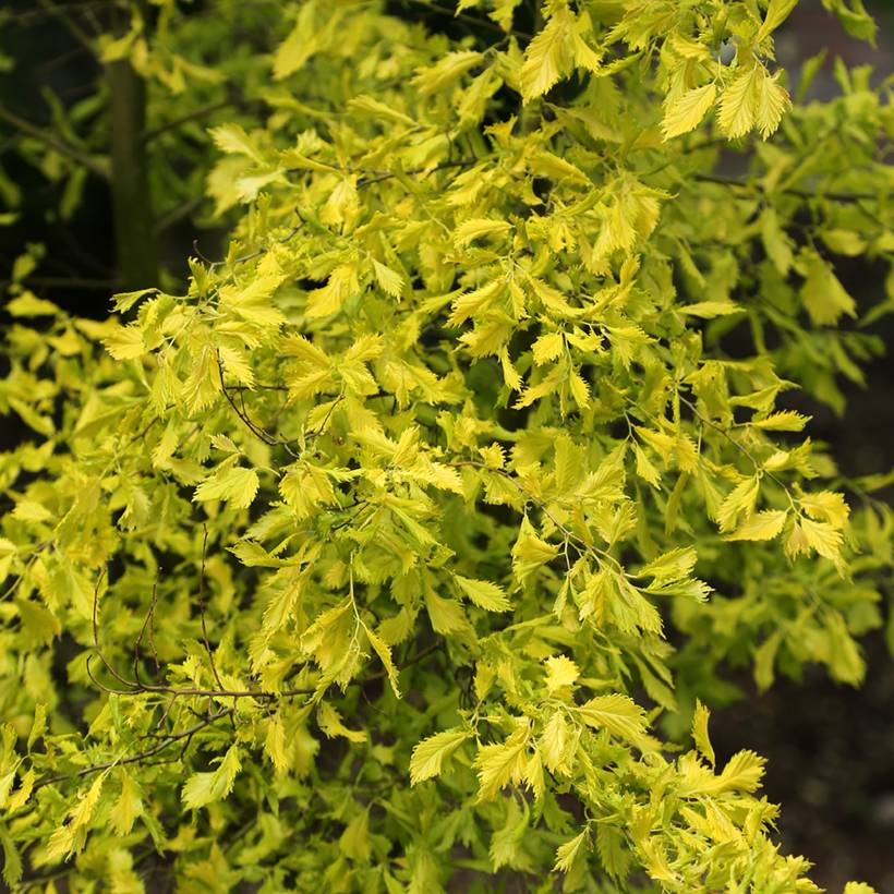 Ulmus  minor Viminalis Aurea - Orme à petites feuilles Pot de 4L/5L, Tige
