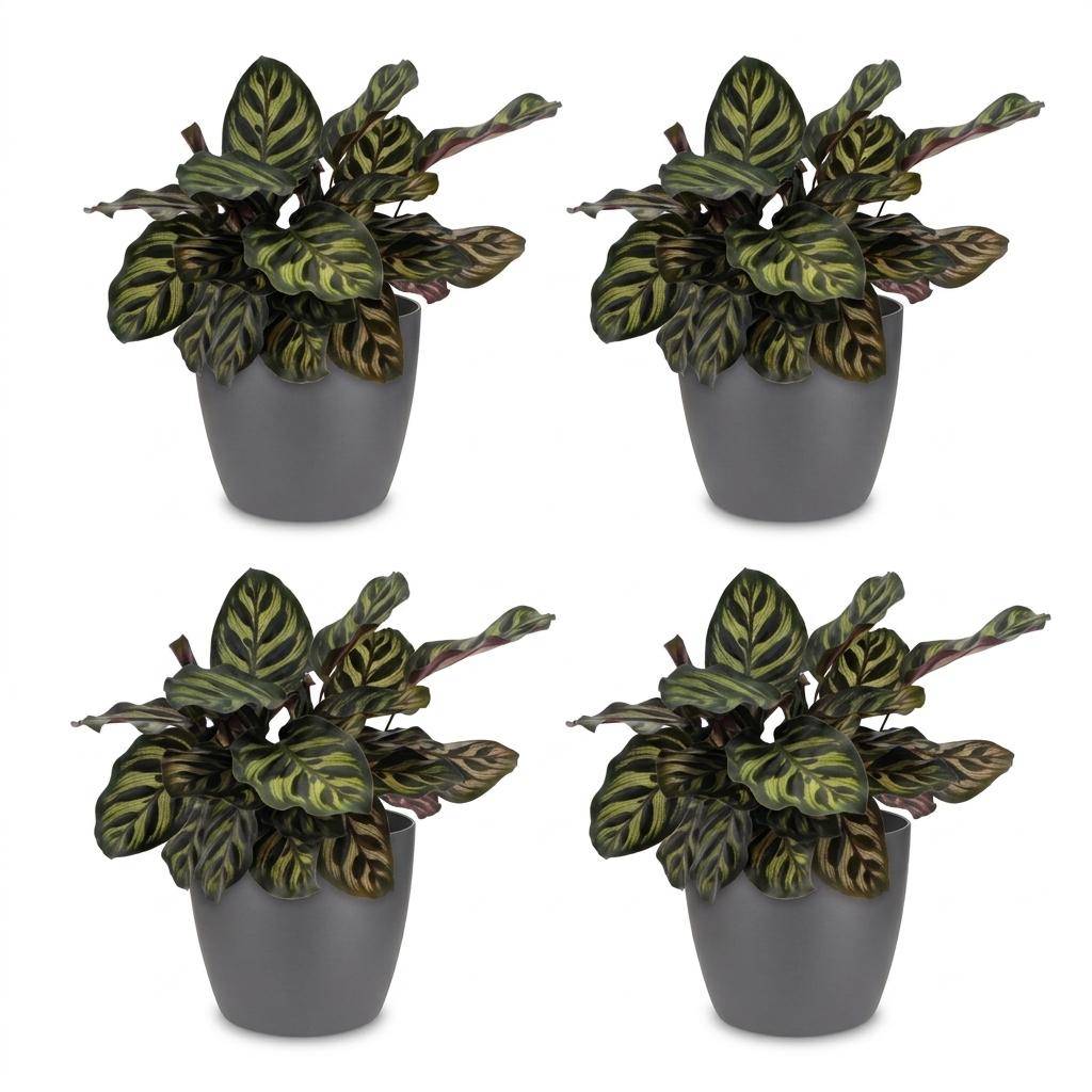Calathea Makoyana - Plante Paon - Pot de 12cm - Hauteur 25cm - 4 plantes - Gris - Plantes d'intérieur - Image 2