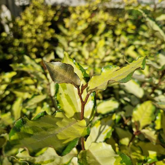 Elaeagnus panaché Maryline® 'Abrela', Chalef à fleurs Blanche/ - feuillage Persistant - Pot de 4L - 40/60 cm - Image 7
