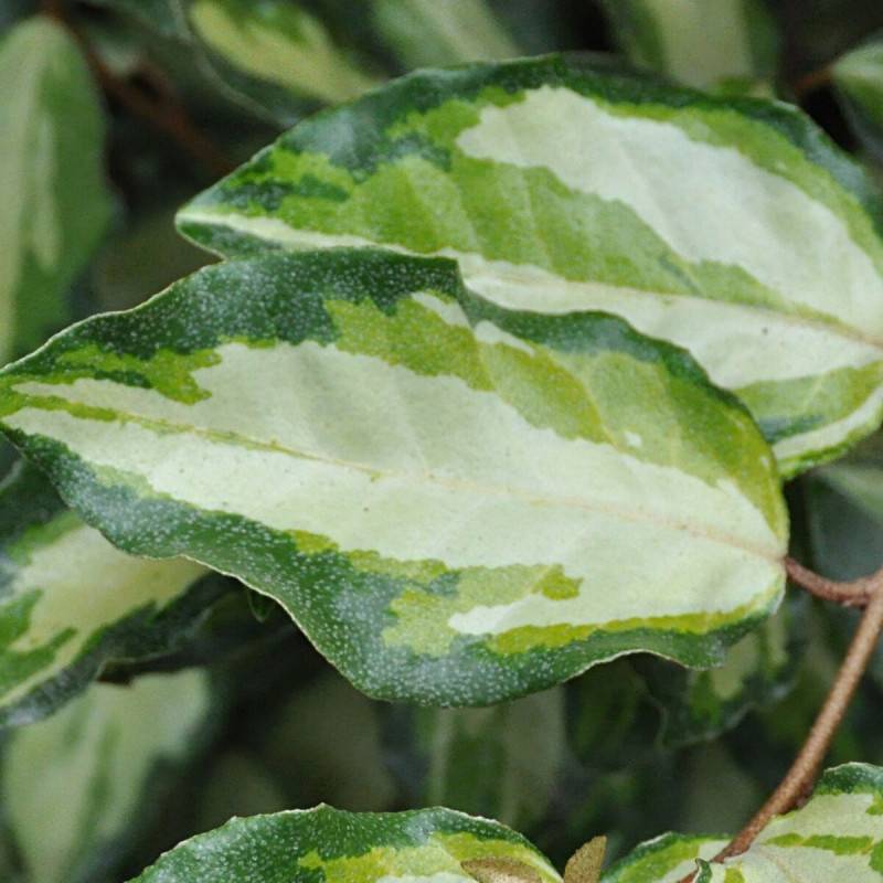 Elaeagnus panaché Maryline® 'Abrela', Chalef à fleurs Blanche/ - feuillage Persistant - Pot de 4L - 40/60 cm - Image 3