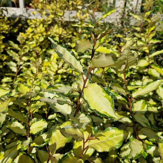 Elaeagnus panaché Maryline® 'Abrela', Chalef à fleurs Blanche/ - feuillage Persistant - Pot de 4L - 40/60 cm - Image 6