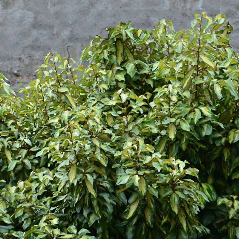 Elaeagnus panaché Maryline® 'Abrela', Chalef à fleurs Blanche/ - feuillage Persistant - Pot de 4L - 40/60 cm - Image 1