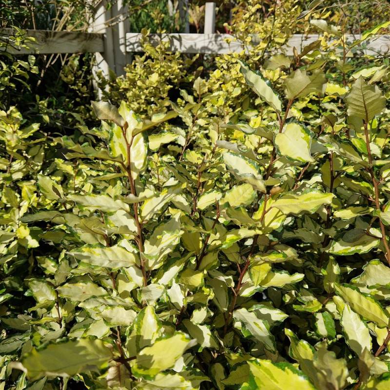 Elaeagnus panaché Maryline® 'Abrela', Chalef à fleurs Blanche/ - feuillage Persistant - Pot de 4L - 40/60 cm - Image 4