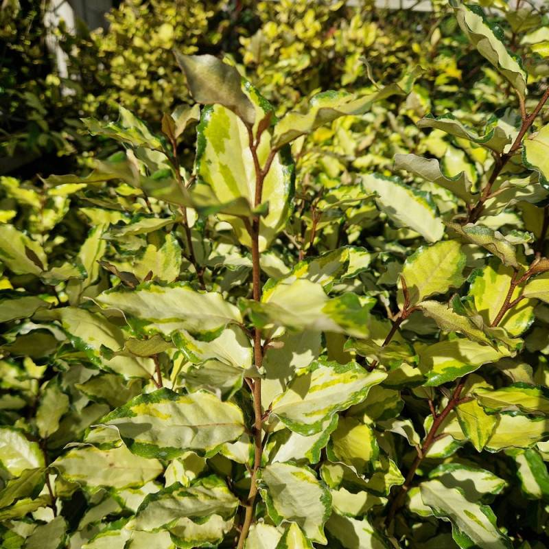 Elaeagnus panaché Maryline® 'Abrela', Chalef à fleurs Blanche/ - feuillage Persistant - Pot de 4L - 40/60 cm - Image 5