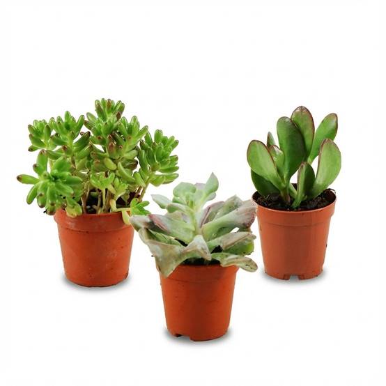 Mini Mélange de Succulentes - H10cm - Image 3