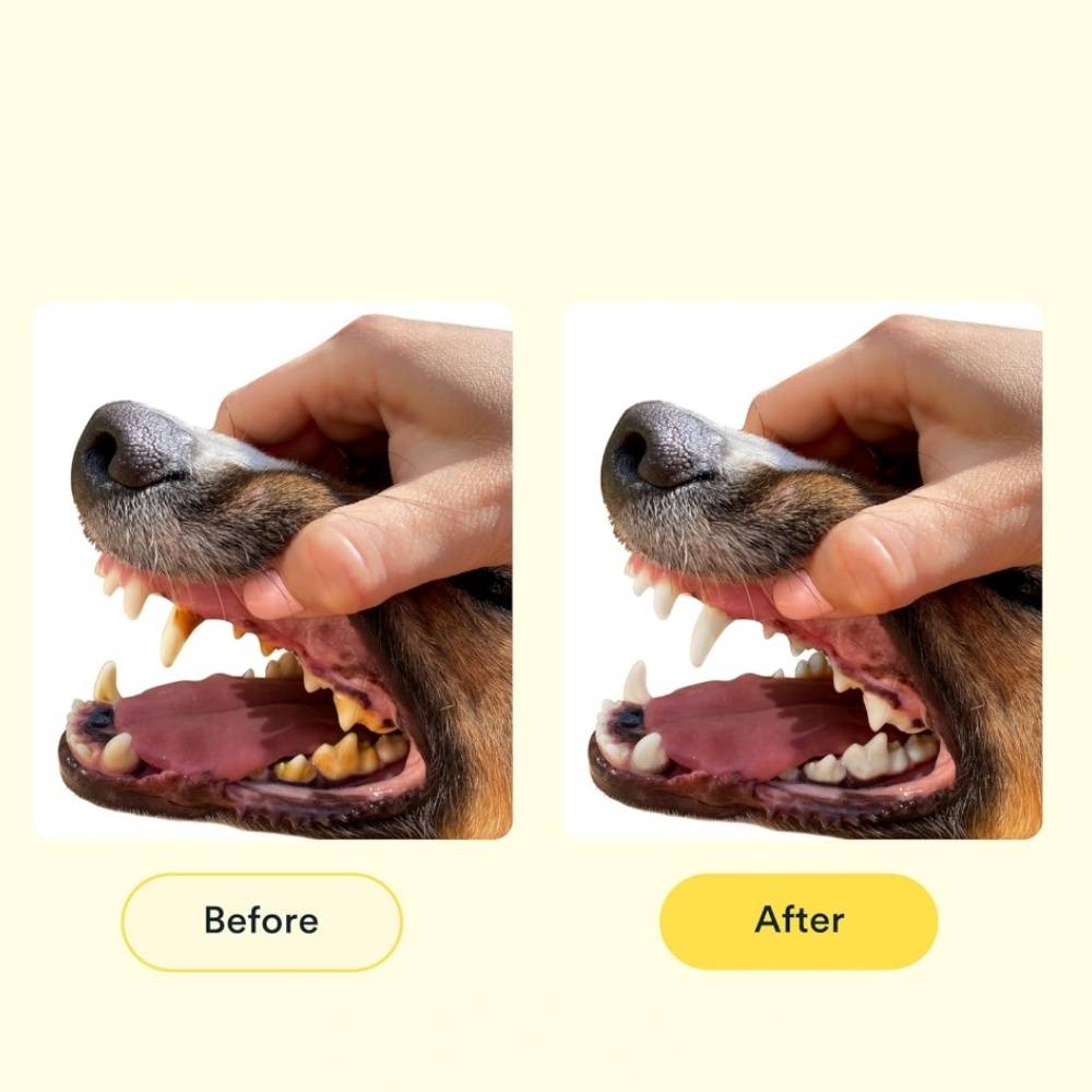 IntiMeg - Lot de 2 brosses à dents pour chien IntiMeg - Image 4
