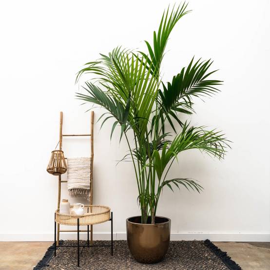 Kentia Palm - D38 H220cm - Image 3