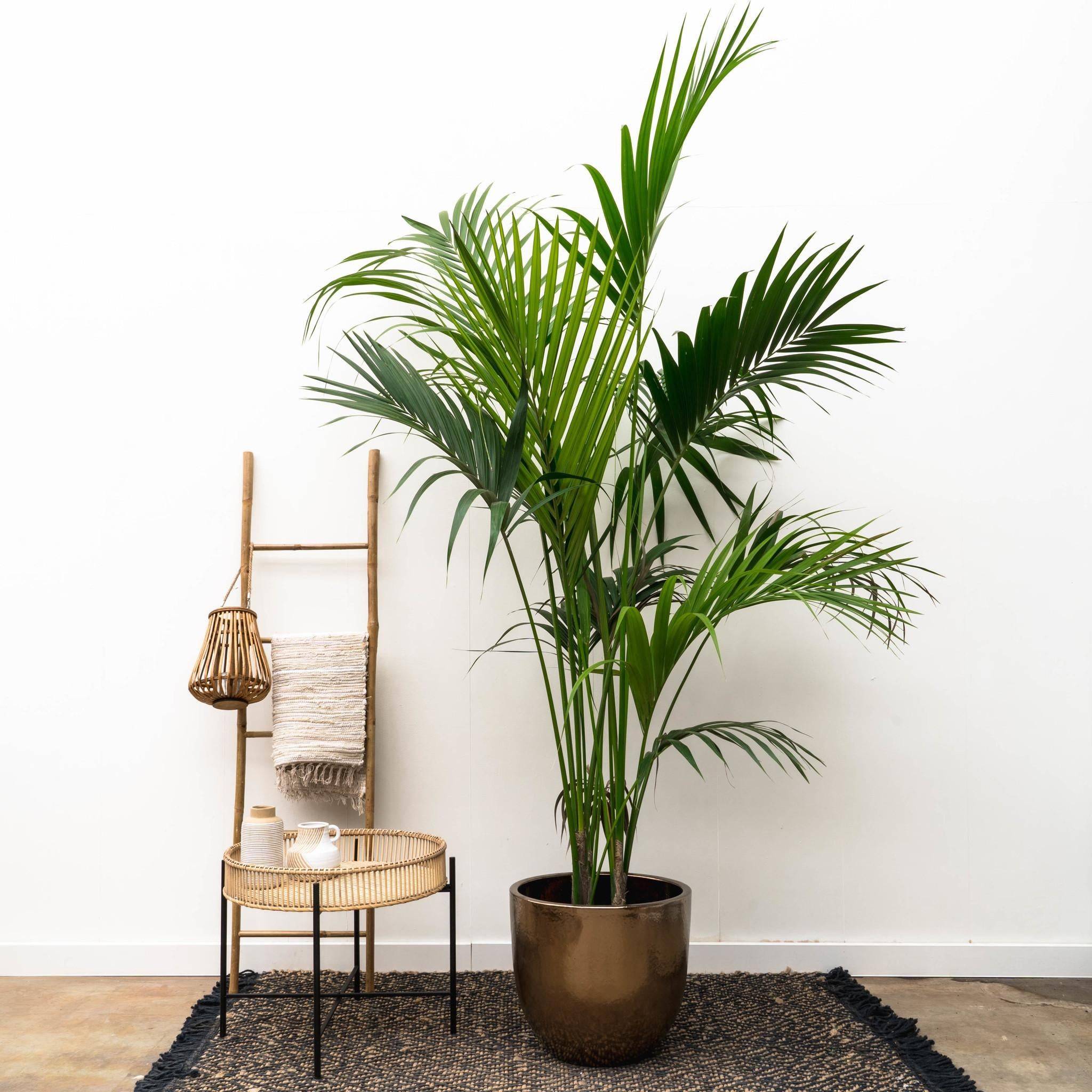 Kentia Palm - D38 H220cm - Image 3