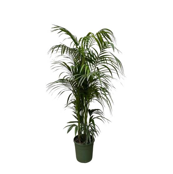 Kentia Palm - D38 H220cm - Image 1