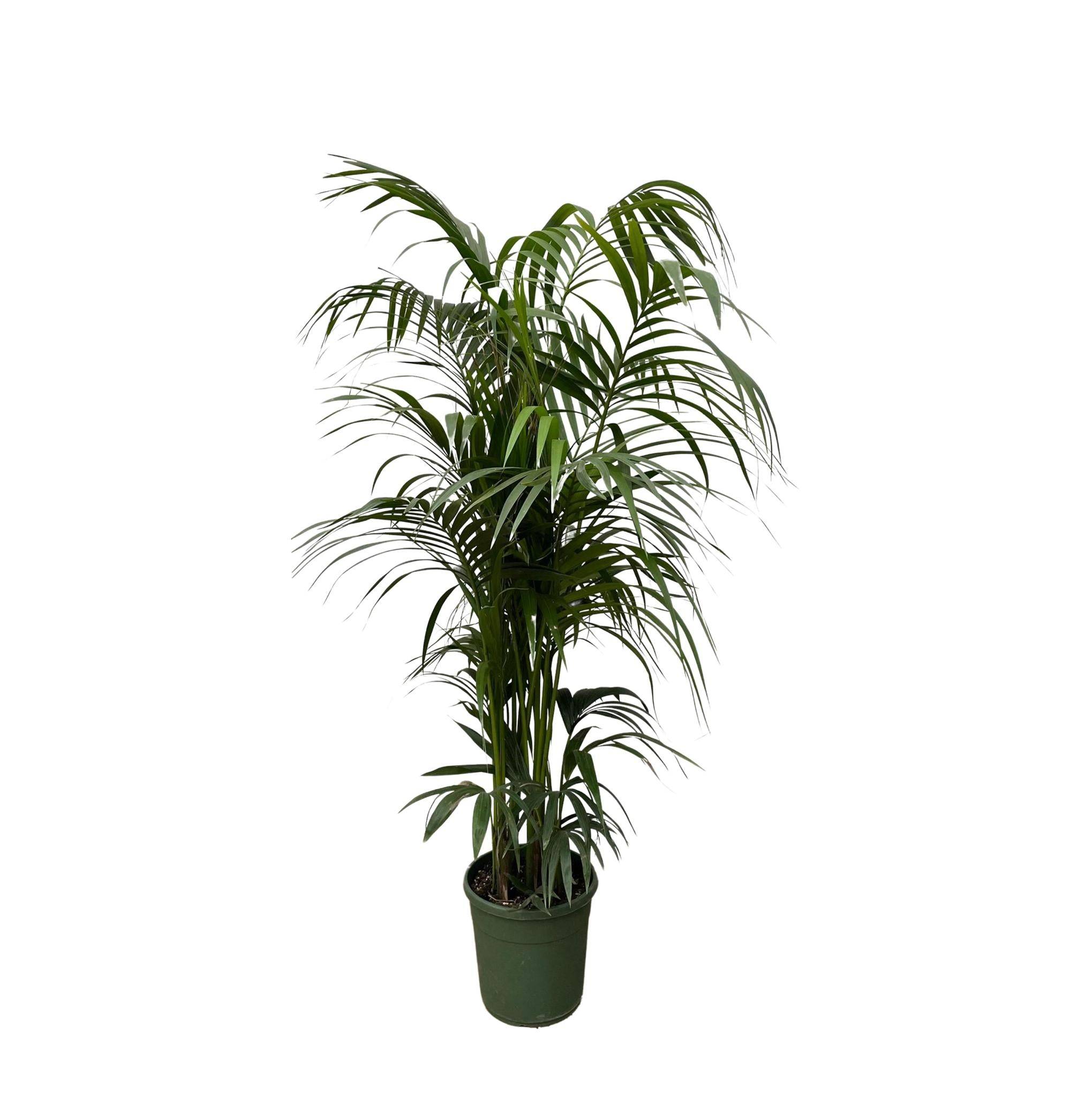 Kentia Palm - D38 H220cm - Image 1