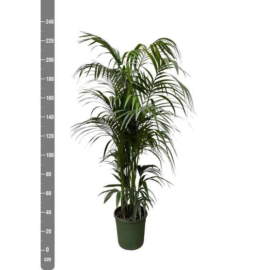 Kentia Palm - D38 H220cm - Image 2