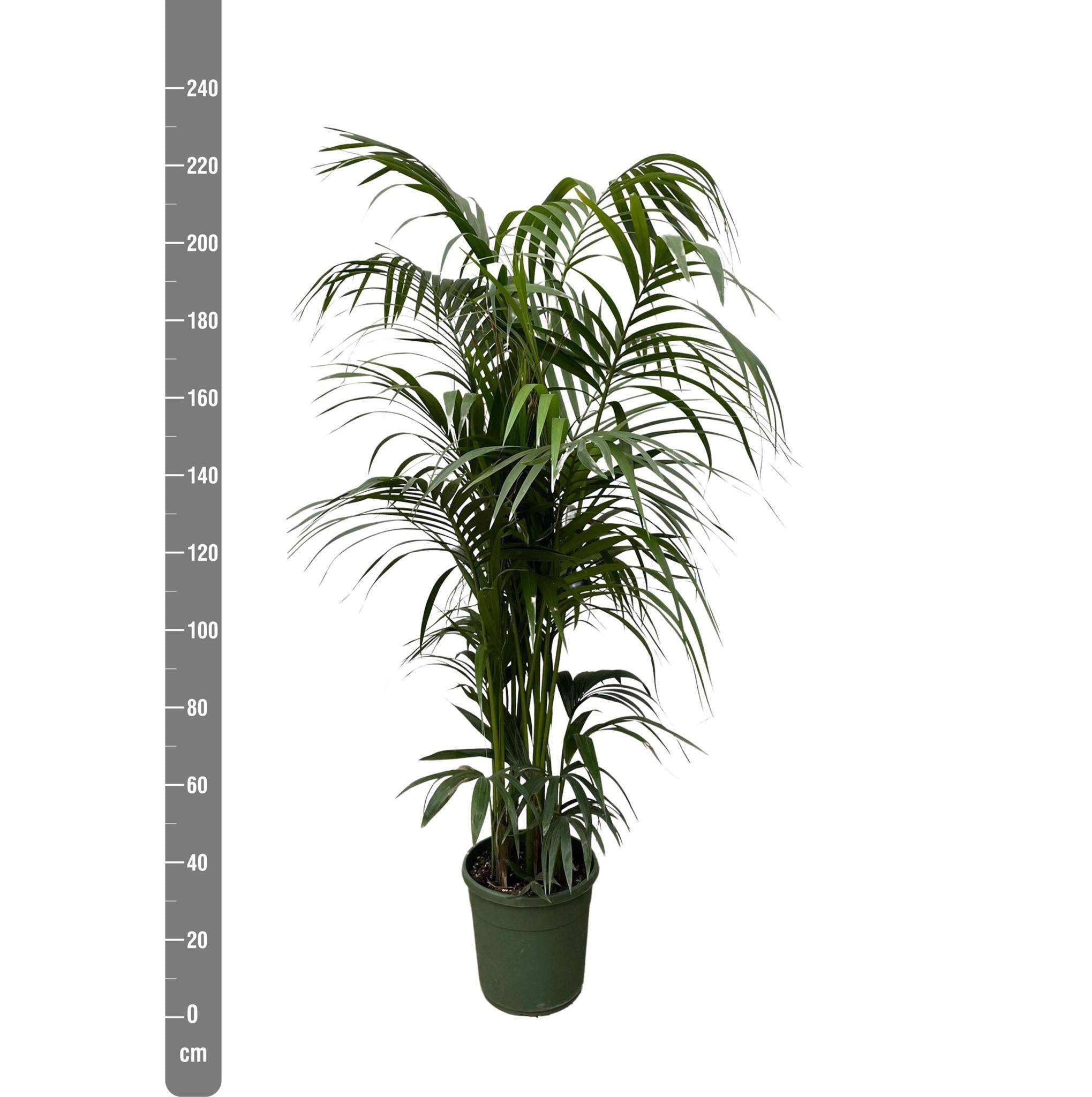 Kentia Palm - D38 H220cm - Image 2