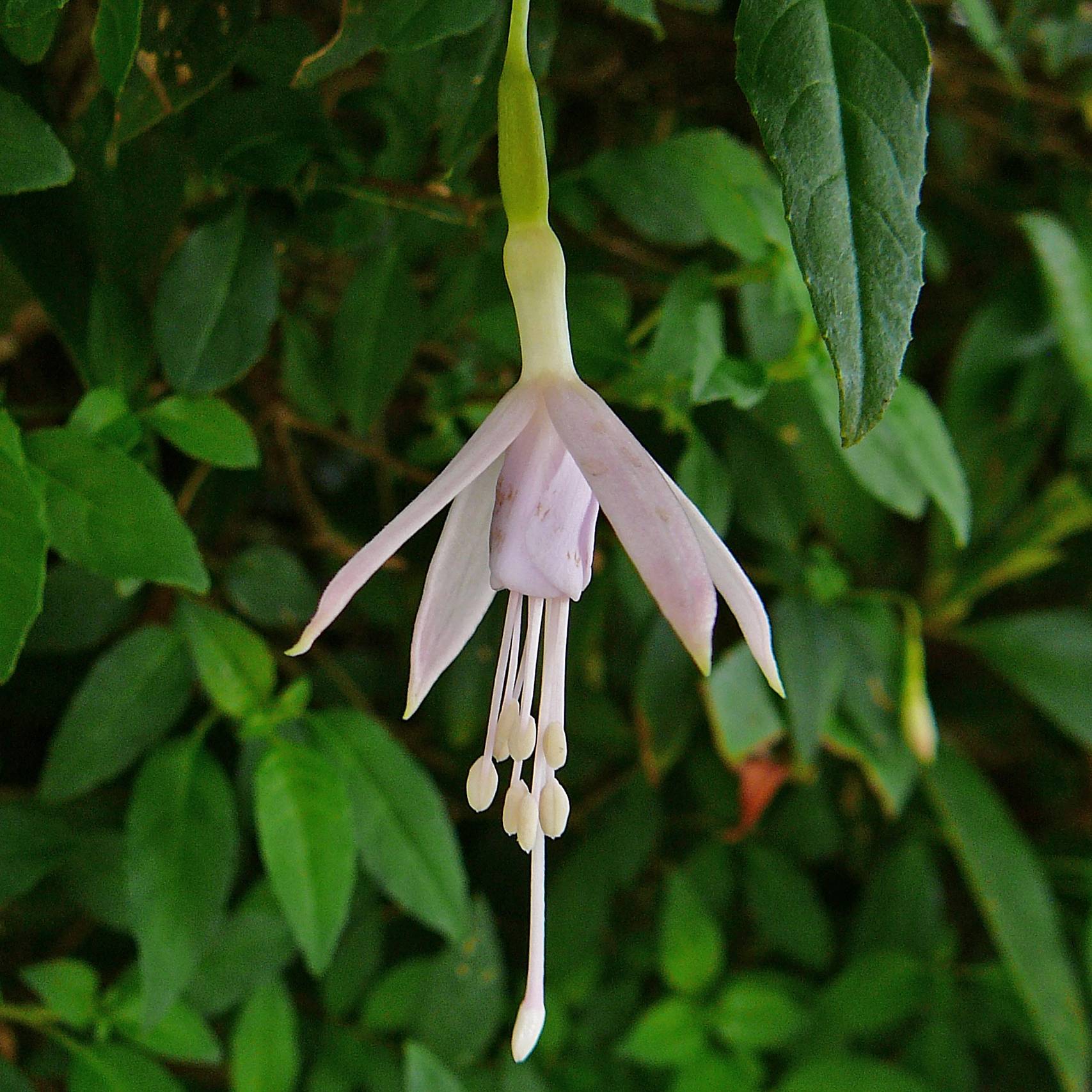 Promesse de Fleurs - Fuchsia magellanica var. molinae Godet de 8/9 cm - Image 1