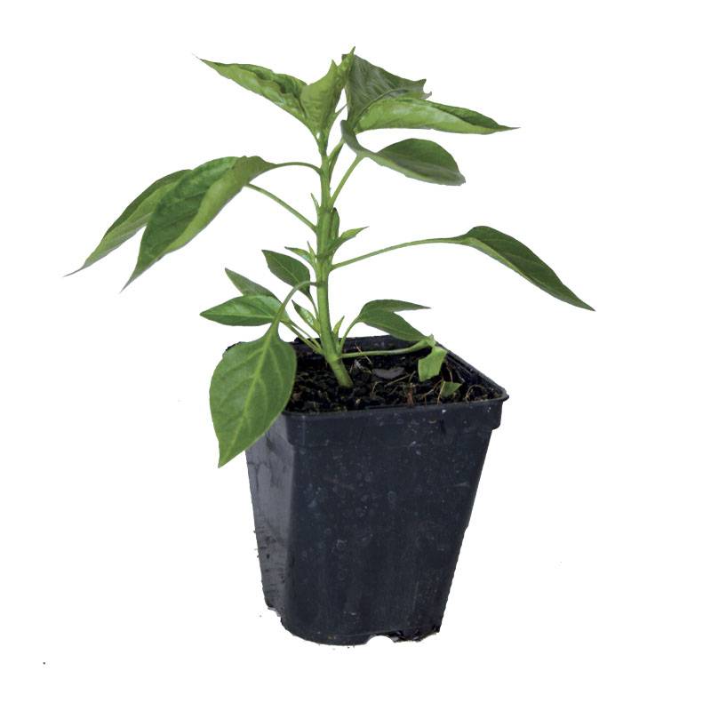 Plant de poivron Favolor f1  pot de 0,5 litre - Image 2