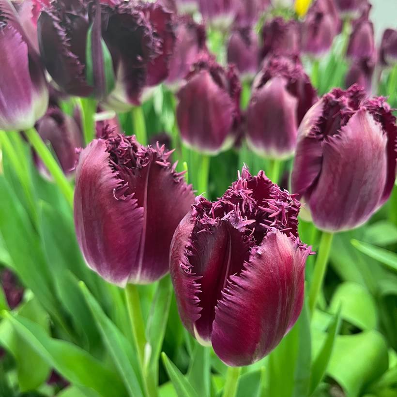 Promesse de Fleurs - Tulipe dentelée Purple Crystal Bulbe calibre 11+ (par 10)