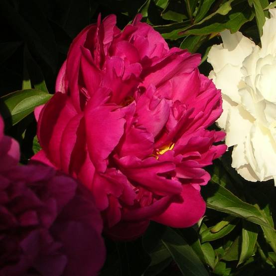 Promesse de Fleurs - Pivoine lactiflora Victoire de la Marne Pot de 3L/4L