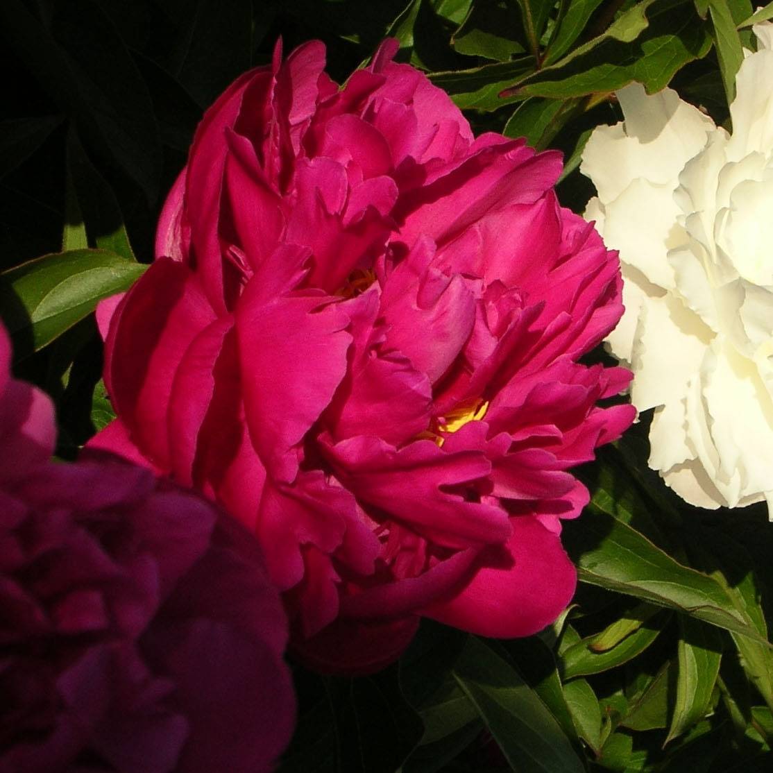 Promesse de Fleurs - Pivoine lactiflora Victoire de la Marne Pot de 3L/4L