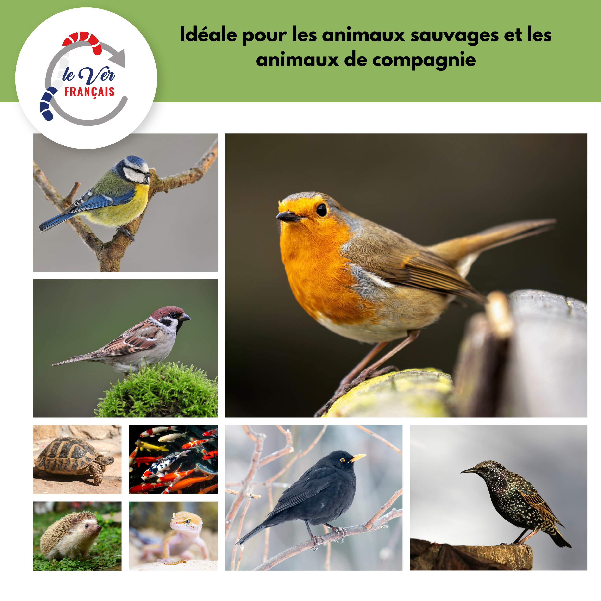 Vers de farine déshydratés 1kg - Le Ver Français - Image 6