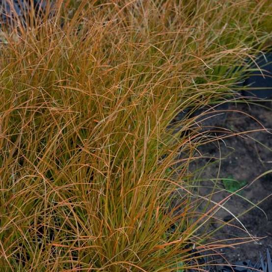 Carex testacea Prairie Fire - Laîche orange Pot de 2L/3L