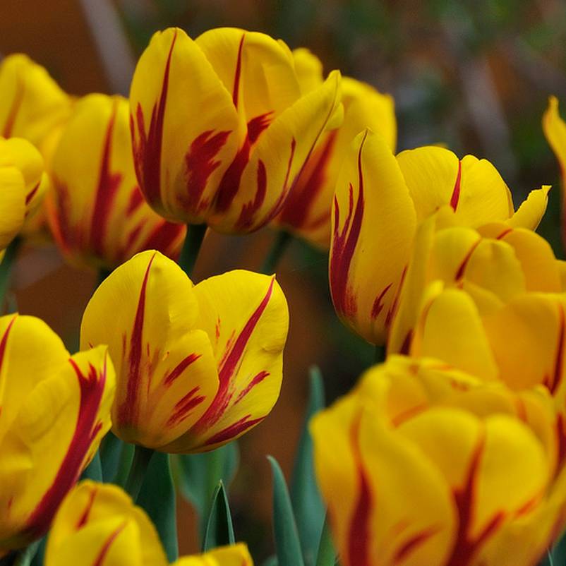 Promesse de Fleurs - Tulipe Darwin Juliette Bulbe calibre 11/12 (par 10)