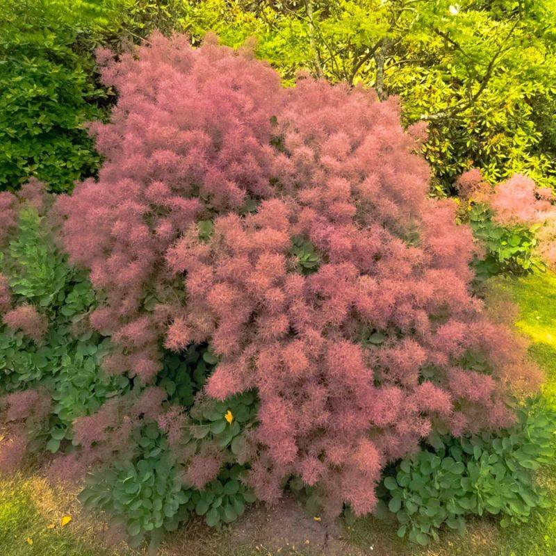 Arbre à perruques (Cotinus coggygria) - Godet - Taille 20/40cm - Pépinières Naudet