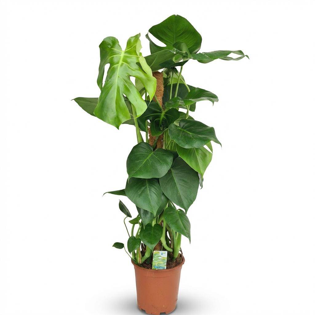 Monstera Deliciosa avec tuteur - Pot de 19cm - Hauteur 90cm - Sans cache-pot - Plantes d'intérieur