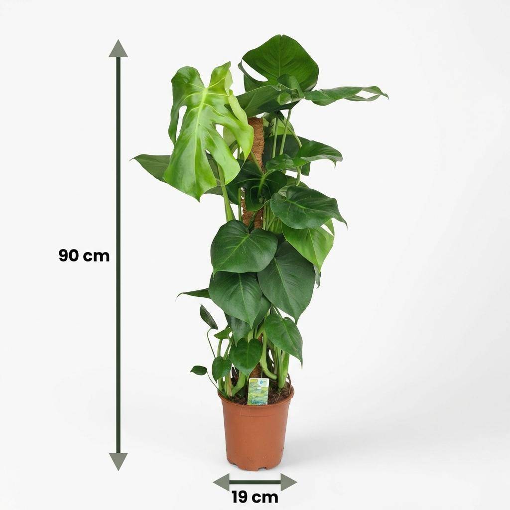 Monstera Deliciosa avec tuteur - Pot de 19cm - Hauteur 90cm - Sans cache-pot - Plantes d'intérieur - Image 5
