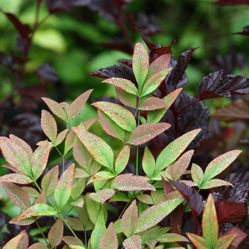 Promesse de Fleurs - Nandina Obsessed Seika - Bambou sacré Pot de 2L/3L - Image 1