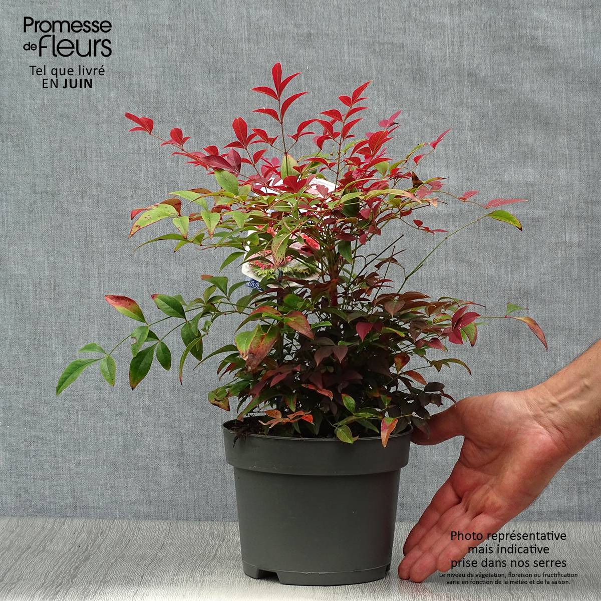 Promesse de Fleurs - Nandina Obsessed Seika - Bambou sacré Pot de 2L/3L - Image 2