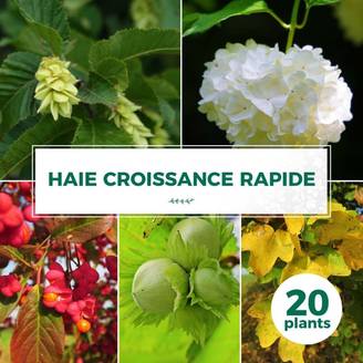 Haie Croissance Rapide - 20 arbustes - - Pépinières Naudet