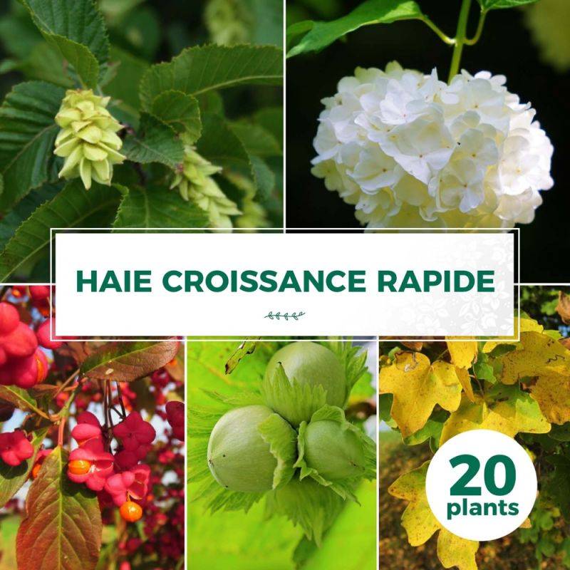 Haie Croissance Rapide - 20 arbustes -  - Pépinières Naudet