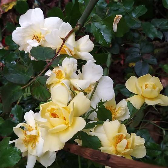 Promesse de Fleurs - Rosier Décorosiers Celina Pot de 4L/5L