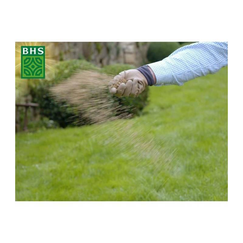 BHS - Gazon Regarnissage Terrain Sec - Bhs - 1kg | 40 M² | Résistant Et Durable, Avec Excellente Pérennité Et Tolérance Aux Piét - Image 4