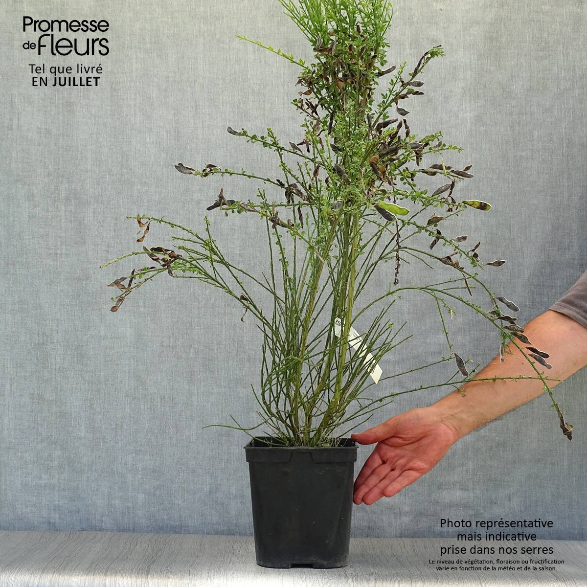 Promesse de Fleurs - Genêt à balais - Cytisus scoparius Luna Pot de 2L/3L - Image 2