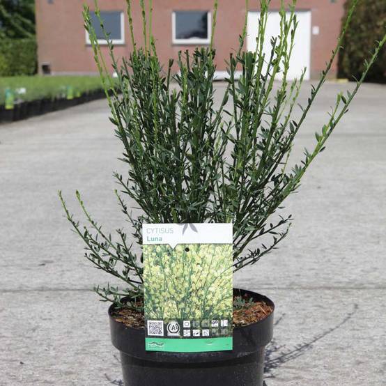Promesse de Fleurs - Genêt à balais - Cytisus scoparius Luna Pot de 2L/3L - Image 1