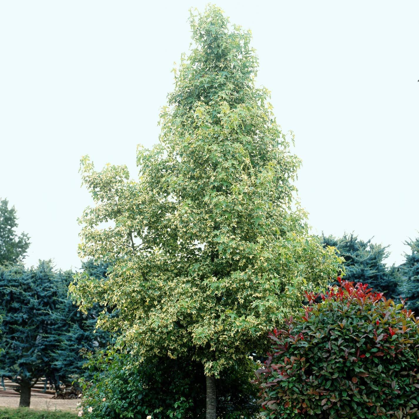 Promesse de Fleurs - Liquidambar styraciflua Albomarginata Manon - Copalme d'Amérique Pot de 4L/5L - Image 1