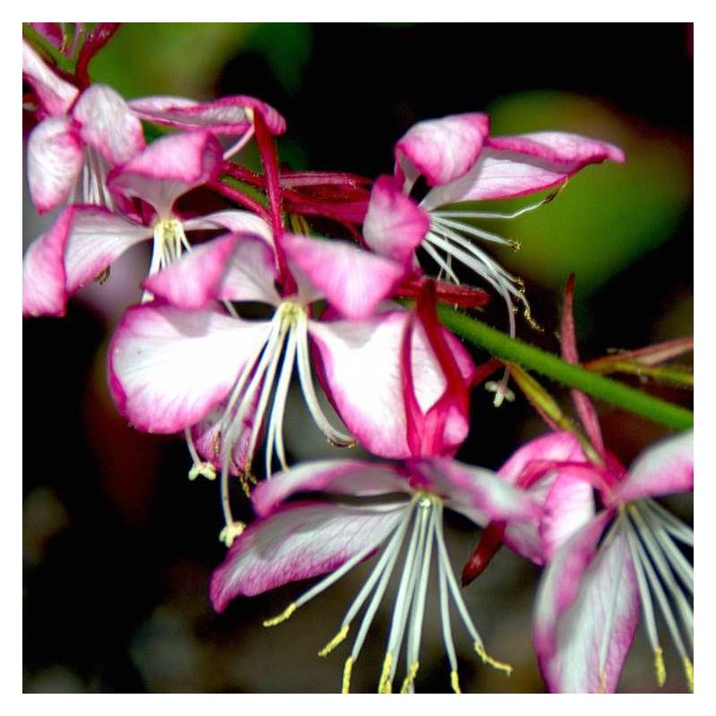 Gaura Rosyjane® à fleurs Rose/Rouge - feuillage Caduc - Pot de 5L - 40/60 cm