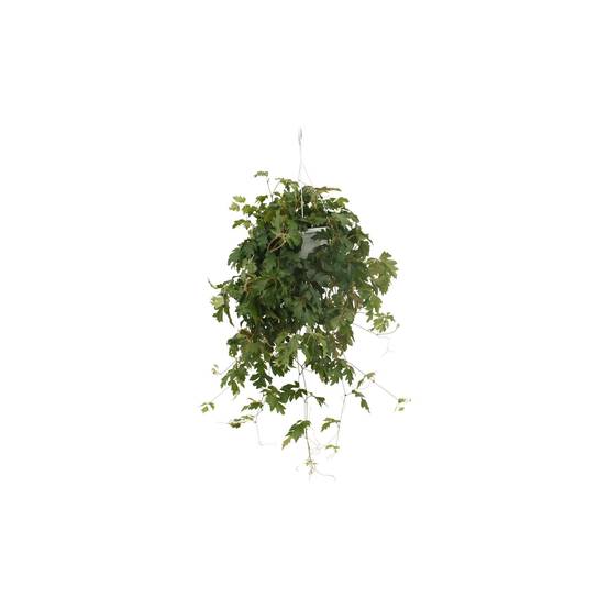 Cissus Rhombifolia Ellen Danica - D17 H70cm - Image 5