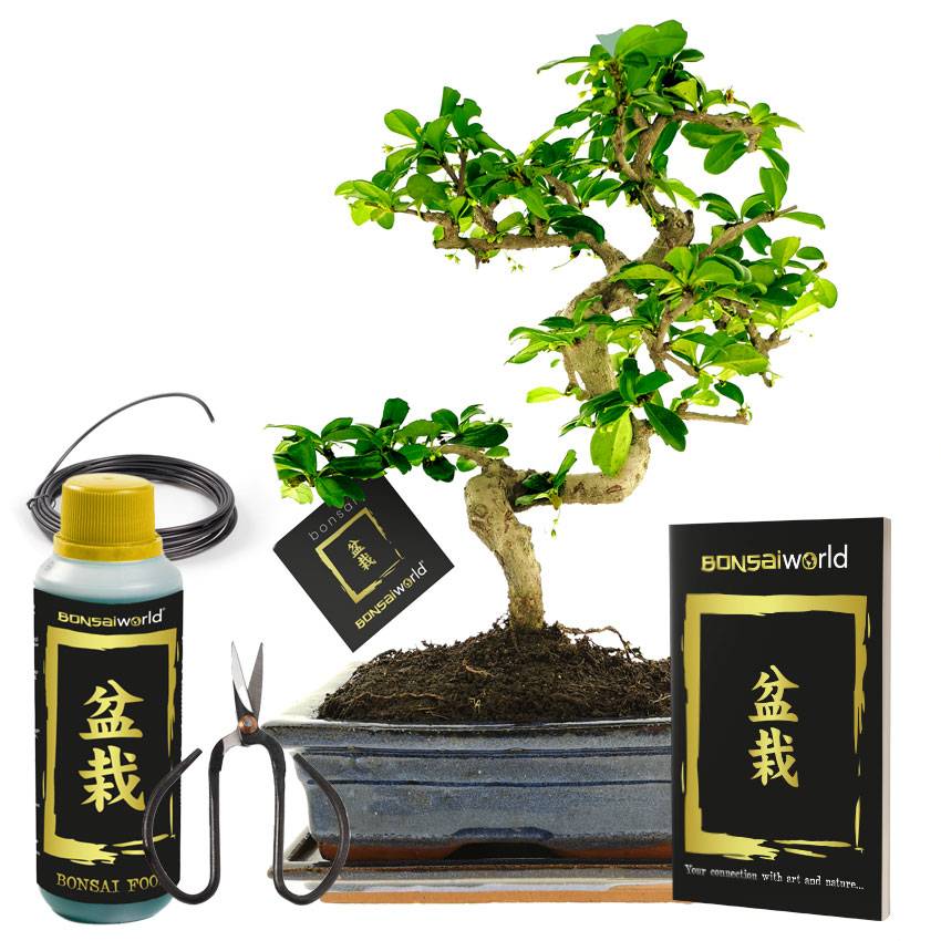 Bonsaï Carmona forme S - Incl. pot, engrais, ciseaux et livret - Image 1